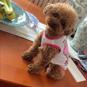 Doggie Bikini Shirt